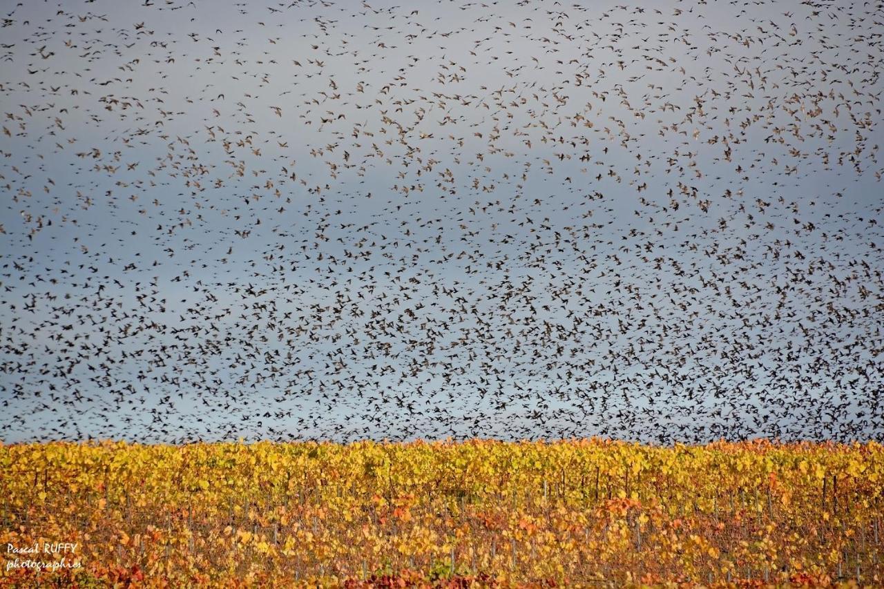 L'Aire Des Oiseaux Villa Muno Bagian luar foto